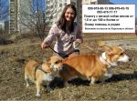 Профессиональный инструктор по вязке собак в Харькове Профессиональный инструктор по вязке собак в Харькове
