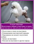 Услуги хендлера - показ собаки на выставке Услуги хендлера - показ собаки на выставке