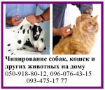 Чипирование собак, кошек и других животных на дому Чипирование собак, кошек и других животных на дому
