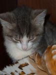 утеряно котика утеряно котика