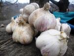 продам чеснок на посадку цена разная от 10грн/кг. продам чеснок на посадку цена разная от 10грн/кг.