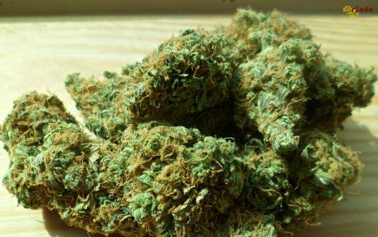 Купить бошки марихуаны влияние наркотиков на организм человека доклад