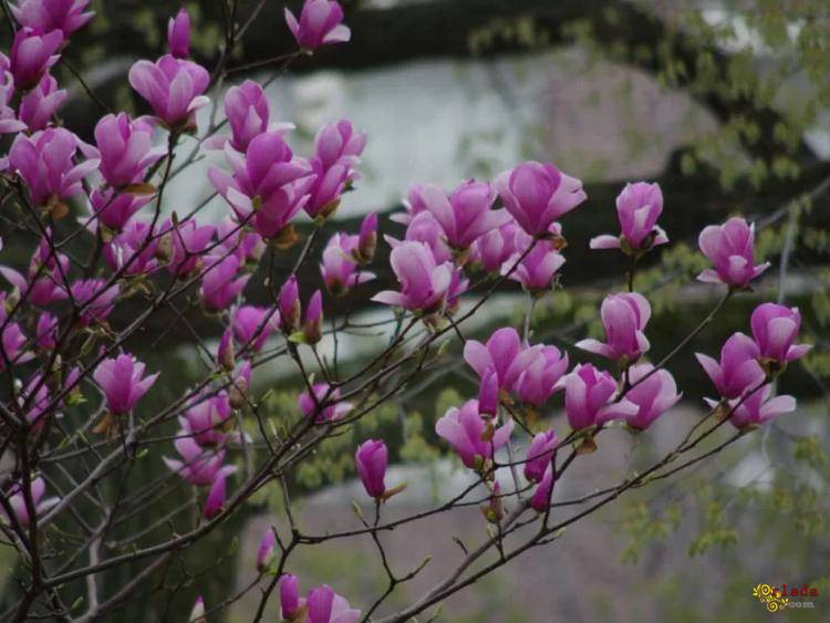 Магнолия лилиецветная Лилиефлора Нигра ( Magnolia liliiflora “Nigra”) - фото