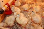 Продам индюшат. Индюшата Биг-6 оптом и в розницу - фото 1