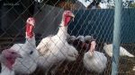 Продам индюшат. Индюшата Биг-6 оптом и в розницу - фото 0