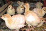 Продажа индюков. Бройлерные индюки - фото 0