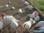 Продажа индюков. Бройлерные индюки - фото 1