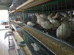 Инкубационные яйца. Куриные и перепелиные - фото 1