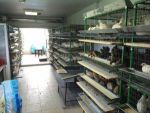 Инкубационные яйца. Куриные и перепелиные - фото 0