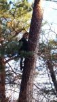 Спил деревьев, спилить, спиливание, валка, снос зданий, срез - фото 0