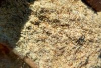 Мучка пшеничне оптом в мішках. Корм с/г тварин - фото 0