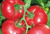 Купити Добрива і насіння овочів 2020, || Агро центр B&amp;SProduct Залізний Порт. - фото 0