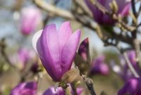 Магнолия лилиецветная Лилиефлора Нигра ( Magnolia liliiflora “Nigra”) - фото 0