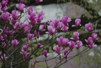 Магнолия лилиецветная Лилиефлора Нигра ( Magnolia liliiflora “Nigra”) - фото 3