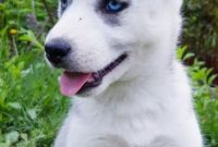 ЗАГОЛОВОК: Купить щенка СИБИРСКОЙ ХАСКИ || щенок ХАСКИ (девочка) в Харькове. - фото 0