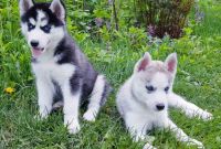 ЗАГОЛОВОК: Купить щенка СИБИРСКОЙ ХАСКИ || щенок ХАСКИ (девочка) в Харькове. - фото 1