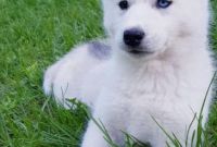 ЗАГОЛОВОК: Купить щенка СИБИРСКОЙ ХАСКИ || щенок ХАСКИ (девочка) в Харькове. - фото 2