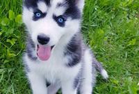 ЗАГОЛОВОК: Купить щенка СИБИРСКОЙ ХАСКИ || щенок ХАСКИ (девочка) в Харькове. - фото 3