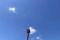 Обрізка, видалення та спил дерев Київ - фото 1