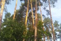 Обрізка, видалення та спил дерев Київ - фото 6