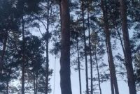 Спил дерев на ділянці та дачі  Києві та Київській області - фото 0