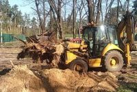 Спил дерев на ділянці та дачі  Києві та Київській області - фото 6