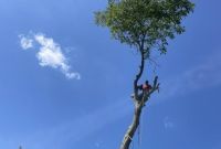 Спил дерев на ділянці та дачі  Києві та Київській області - фото 7
