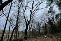 Спил дерев на ділянці та дачі  Києві та Київській області - фото 4