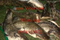 Sаmus 1000 Sаmus 725 Riсh P 2000 Riсh AC 5 - фото 3