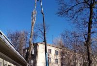 Спилим обрежем деревья, удалим поросли - фото 2