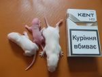 Продам крысу на корм - фото 1