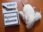 Продам крысу на корм - фото 0