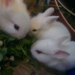 Продаю декоративных кроликов - фото 3