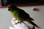 Самец какарика Новозеландского прыгающего попугая - фото 2