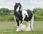 Тинкер для продажи - фото 5