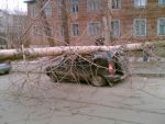 спил деревьев - фото 3