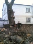 спил деревьев - фото 0